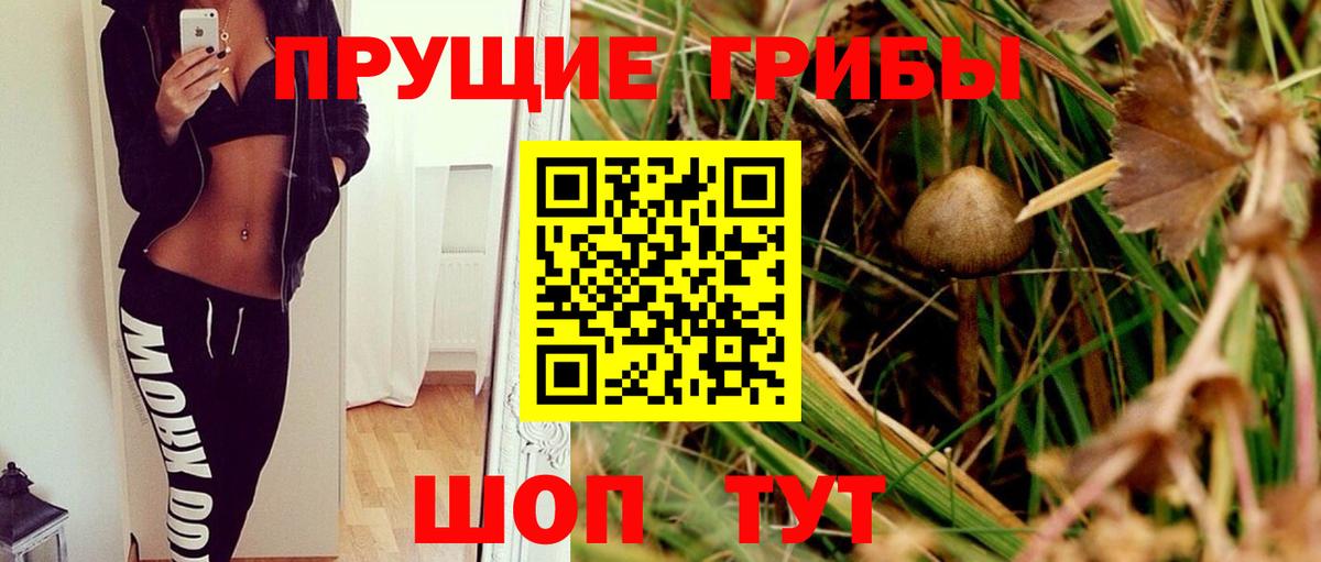 Псилоцибиновые грибы GOLDEN TEACHER  Северобайкальск  Псилоцибиновые грибы прущие грибы 