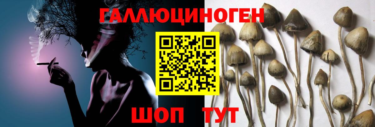 Северобайкальск  Галлюциногенные грибы мухоморы  Вход с VPN 